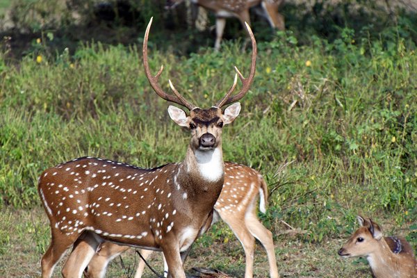 Chital (Spotted deer) in Wilpattu National Park (Sri Lanka)