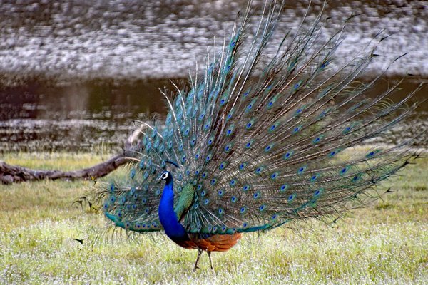 Pauw (Peacock) in Wilpattu National Park (Sri Lanka)