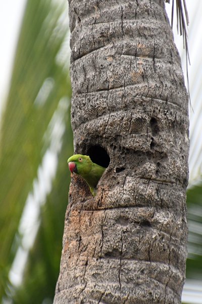 Parkiet in de hoteltuin van Jaffna (Sri Lanka)