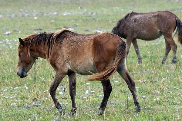 Wilde paarden op Delft Island (Sri Lanka)