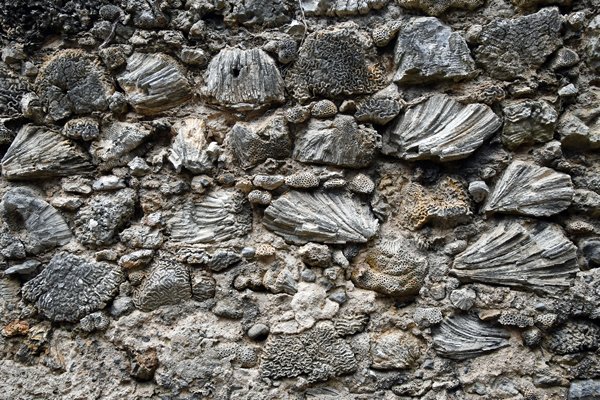 Muur gemaakt van koraal op Delft Island (Sri Lanka)