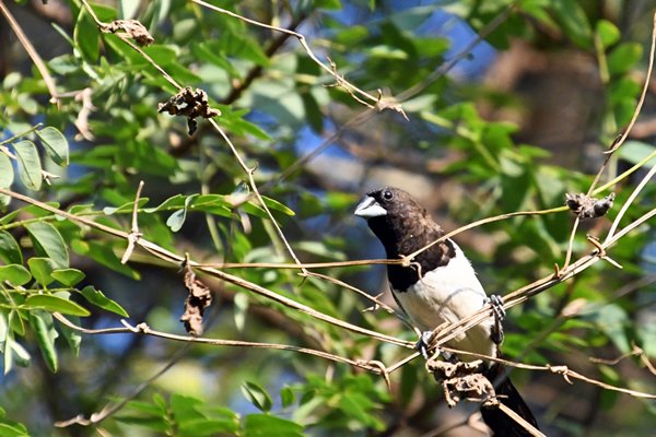 Spitsstaartbronzemannetje (White-rumped munia) in Anuradhapura (Sri Lanka)