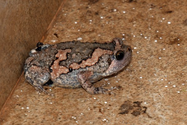 Sri Lankan painted frog (Kaloula taprobanica) in Anuradhapura (Sri Lanka)