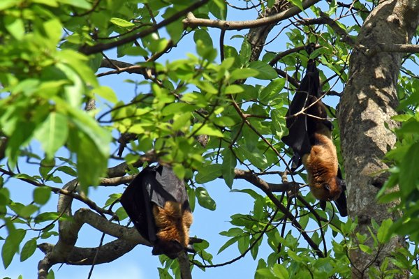 Indische reuzenkalong (Indian Flying Fox) in Anuradhapura (Sri Lanka)