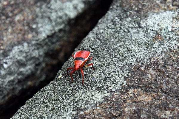 Nog niet geïdentificeerd insect in Ritigala (Sri Lanka)
