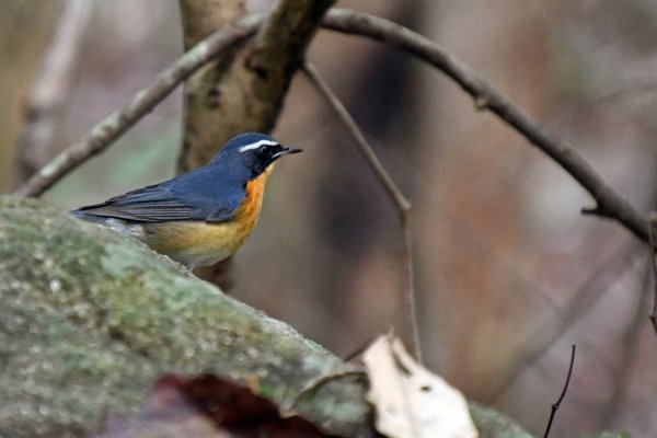 Oranje nachtegaal (Indian blue robin) in Ritigala (Sri Lanka)