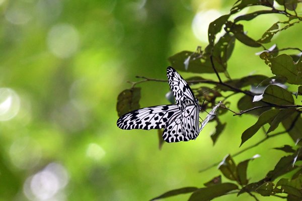 Ceylon tree nymph (Idea iasonia) in Ritigala