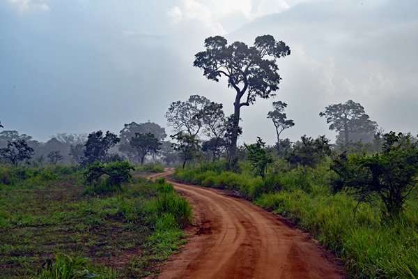 Minneriya National Park in de vroege ochtend (Sri Lanka)
