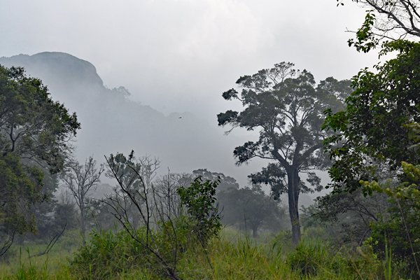Nevel in Minneriya National Park (Sri Lanka)