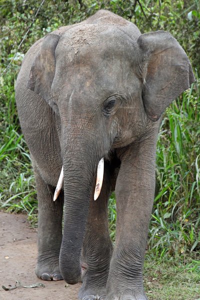 Olifantenman in Minneriya National Park (Sri Lanka)