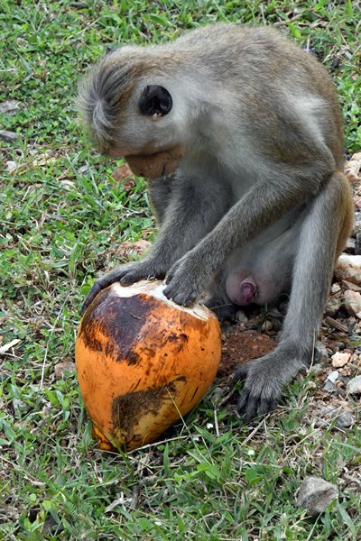 Aap met gestolen kokosnoot bij de Gal Vihara in Polonnaruwa (Sri Lanka)