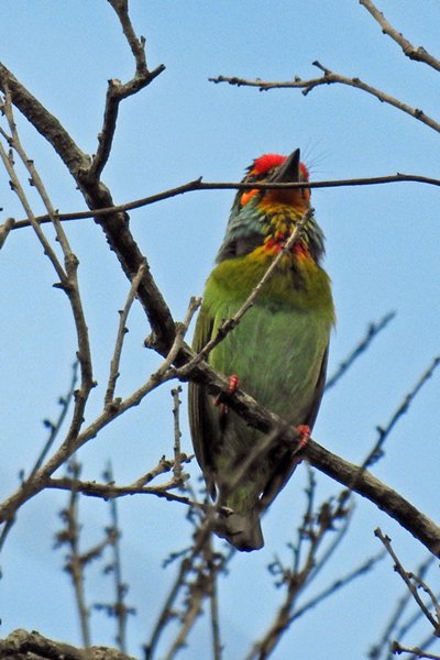 Roodkeelbaardvogel (Crimson-fronted barbet) bij Sigiriya Bird Sanctuary (Sri Lanka)