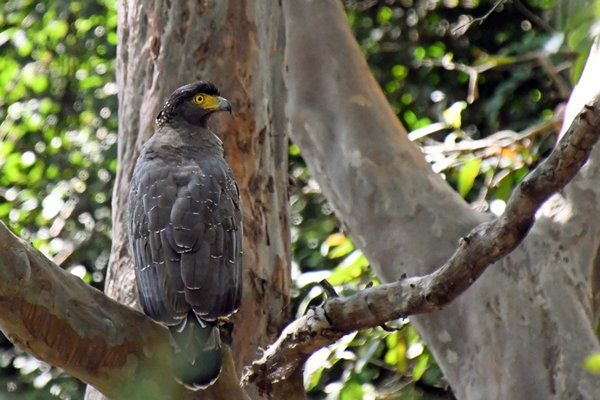 Indische slangenarend (Crested serpent eagle) in Kaudulla (Sri Lanka)