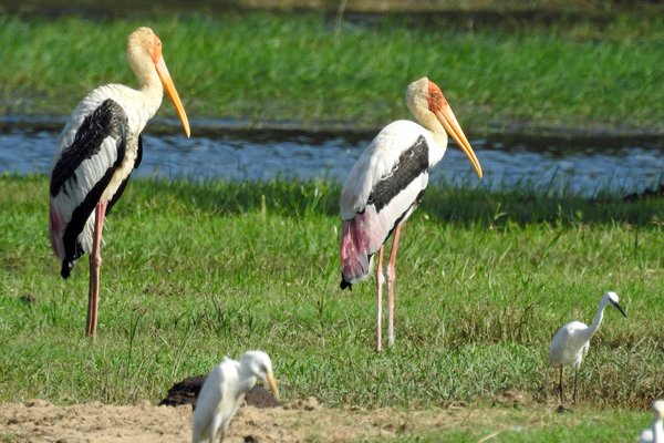 Indische nimmerzatten (Painted stork) bij Kaudulla (Sri Lanka)