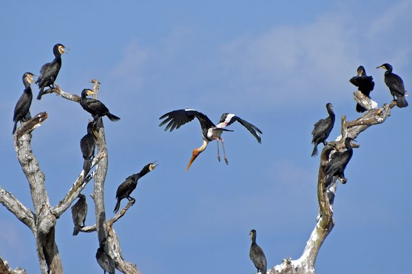 Indische nimmerzat (Painted stork) bij een boom met kwade aalscholvers bij Kaudulla (Sri Lanka)