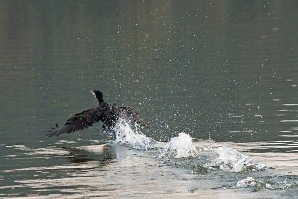 Opvliegende aalscholver op het Mapakade meer (Sri Lanka)