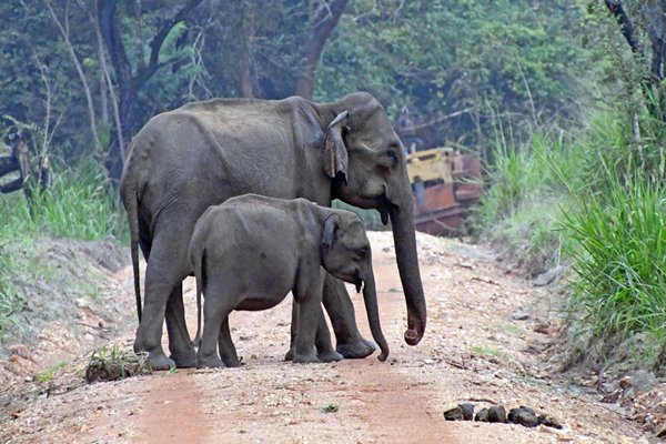 Olifantenjong met moeder in Madura Oya NP (Sri Lanka)