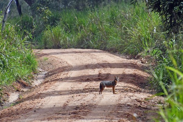Jakhals (Sri Lankan Jackal) in Madura Oya NP (Sri Lanka)