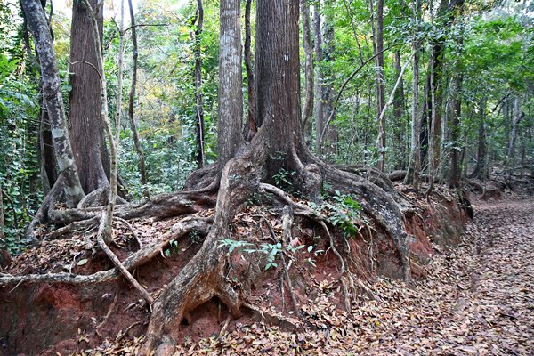 Udawattakele Forest Reserve bij Kandy (Sri Lanka)
