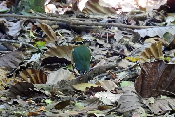 Negenkleurige pitta (Indian Pitta) in het Udawattakele Forest Reserve bij Kandy (Sri Lanka)