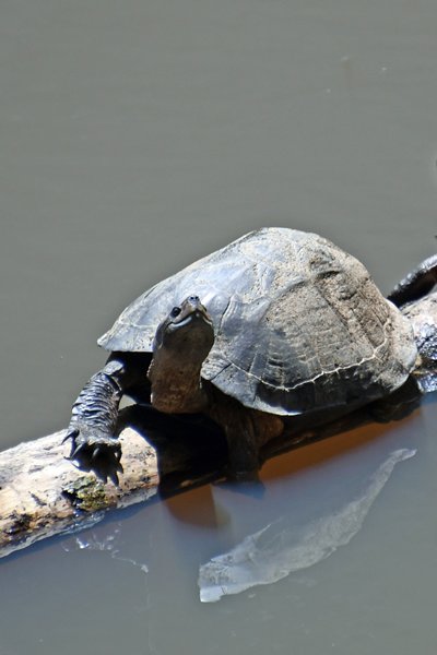 Nieuwsgierige schildpad in het Udawattakele Forest Reserve bij Kandy (Sri Lanka)
