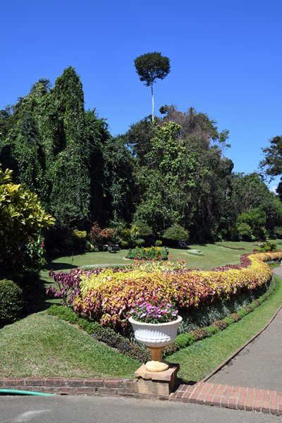 Flower garden in de Peradeniya botanische tuin (Sri Lanka)
