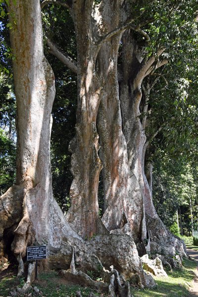 Canarium Row met Giant Java Almond in de Peradeniya botanische tuin (Sri Lanka)