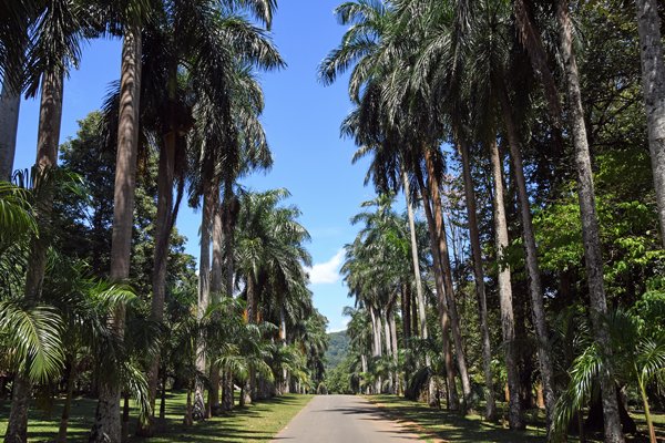 Laan in de Peradeniya botanische tuin (Sri Lanka)