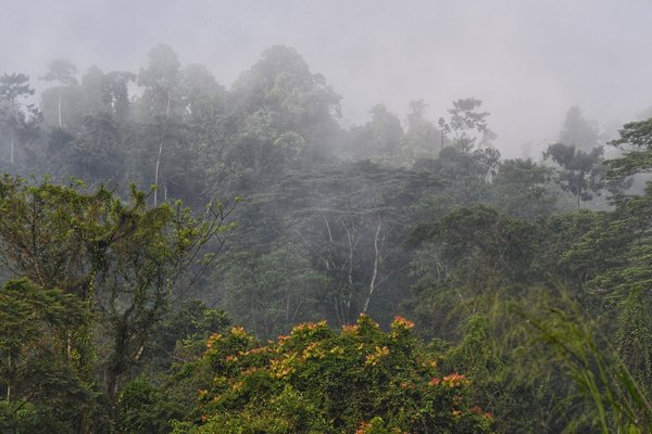 Ochtendnevel bij de Kelani rivier bij Kitulgala (Sri Lanka)