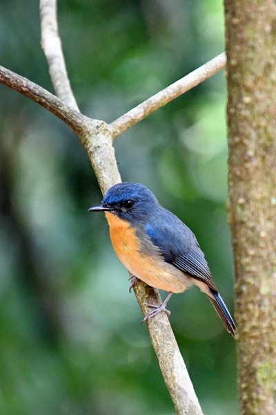 Tickells niltava (Tickell's blue flycatcher) in het Makawanda Forest Reserve (Sri Lanka)