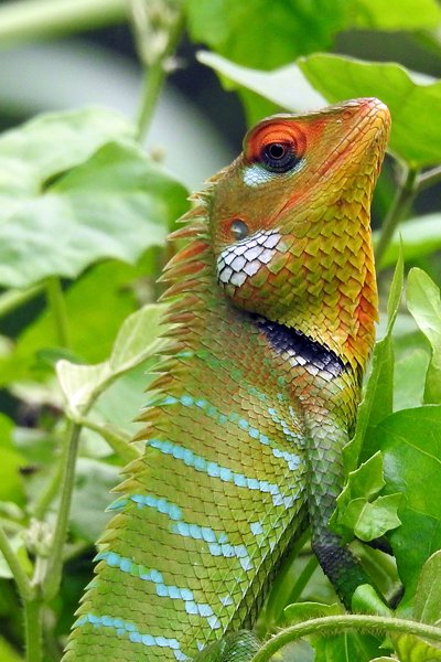 Common garden lizard in  het Makawanda Forest Reserve (Sri Lanka)