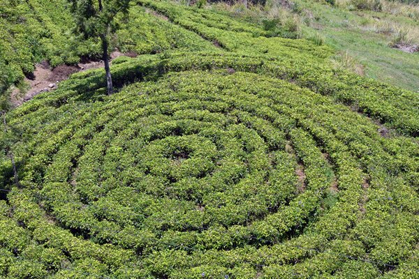 Theeplantage bij Nuwara Eliya (Sri Lanka)