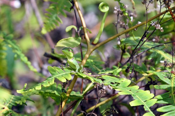 Goed gecamoufleerde hagedis in de Horton Plains (Sri Lanka)