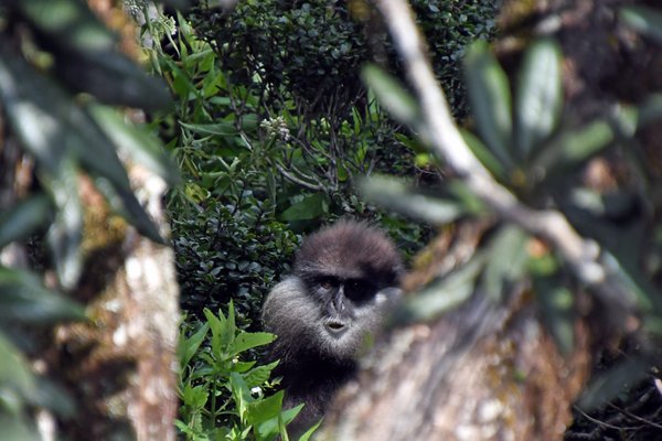 Loerende Purple-faced Langur in de Horton Plains (Sri Lanka)