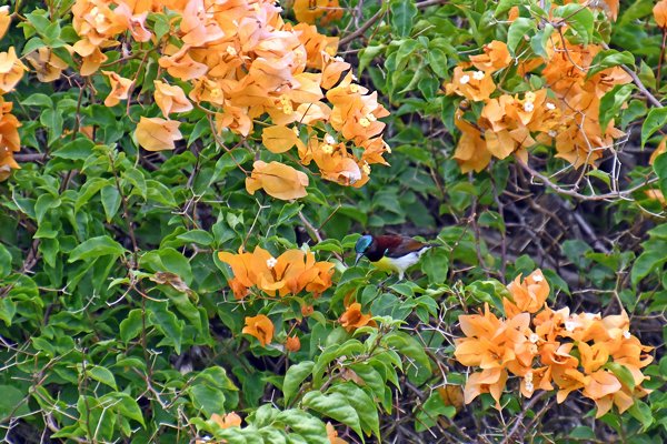 Purperstuithoningzuiger (Purple-rumped sunbird) bij Hibiscus Garden Hotel in Tissamaharama (Sri Lanka)