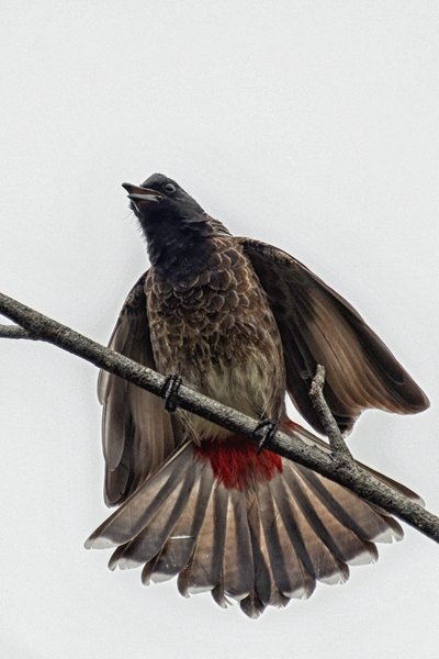 Roodbuikbuulbuul (Red-vented bulbul) bij Hibiscus Garden Hotel in Tissamaharama (Sri Lanka)