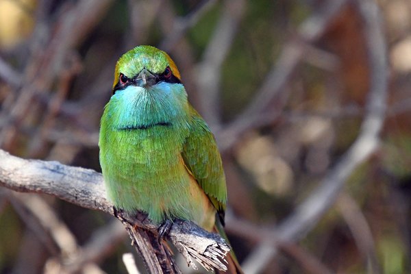Kleine groene bijeneter (Green bee-eater) in Yala NP (Sri Lanka)