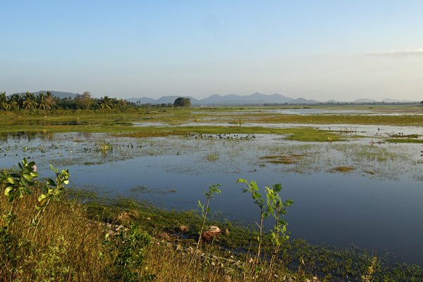 Tissa Wetlands (Sri Lanka)