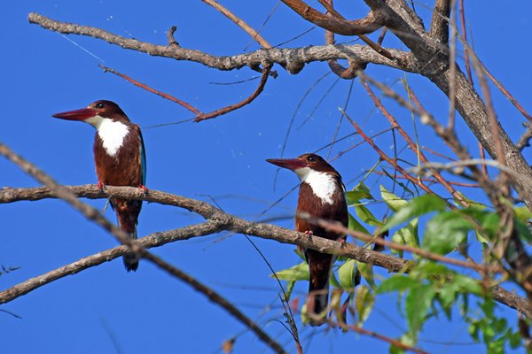 Smyrna-ijsvogels (White-throated kingfisher) bij Tissa Wetlands (Sri Lanka)