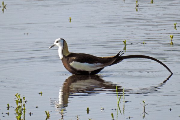 Pheasant-tailed jacana (Waterfazant) bij Tissa Wetlands (Sri Lanka)