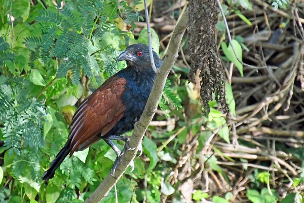 Chinese spoorkoekoek (Greater Coucal) bij Tissa Wetlands (Sri Lanka)
