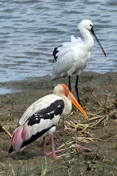 Indische nimmerzat en lepelaar in Bundala NP (Sri Lanka)