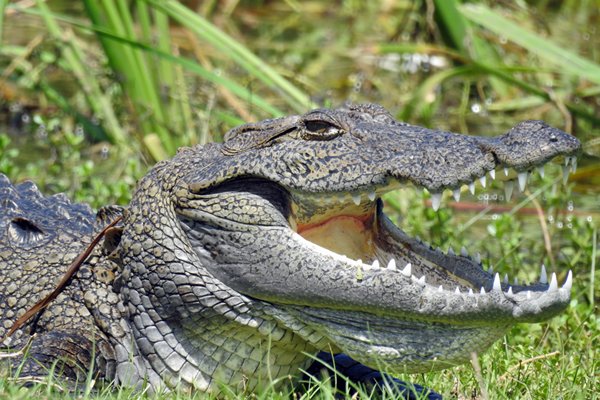 Moeraskrokodil (Mugger crocodile) in Bundala NP (Sri Lanka)