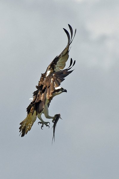Visarend (Osprey) met een gevangen vliegende vis in Bundala NP
