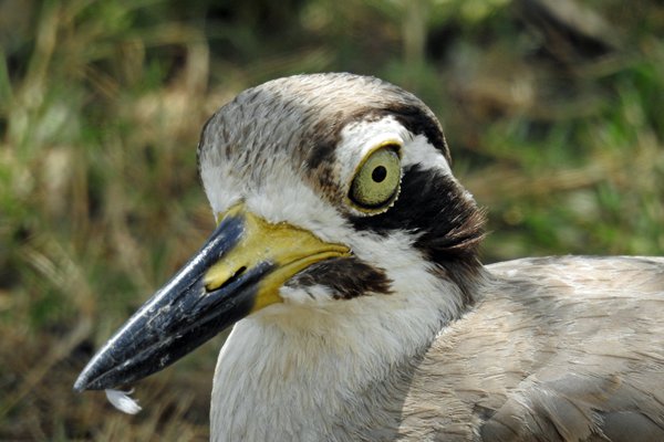 Grote griel (Great stone-curlew) in Bundala NP (Sri Lanka)