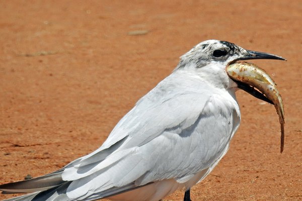 Lachstern (Gull-billed tern) met te grote vis in bek (Bundala NP, Sri Lanka)