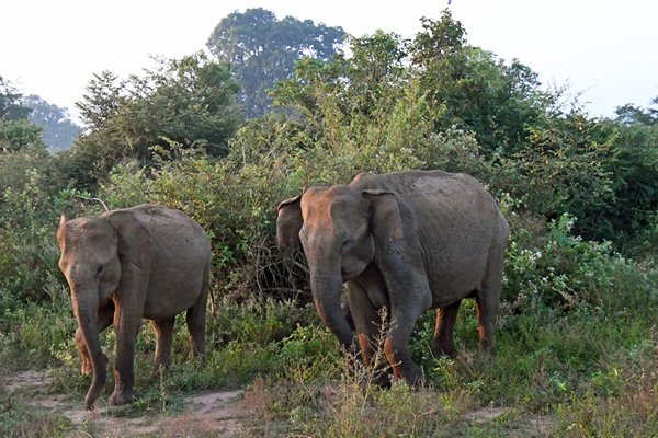 Olifanten in Udawalawe NP (Sri Lanka)