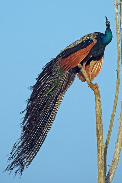 Poserende pauw in Udawalawe NP (Sri Lanka)