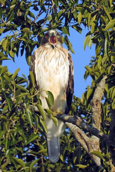 Indische slangenarend (Crested serpent eagle) in Udawalawe NP (Sri Lanka)