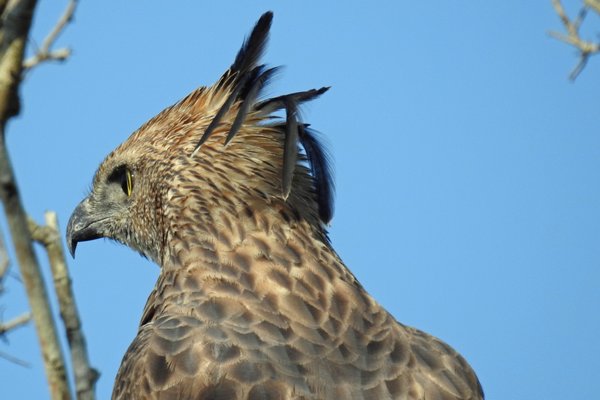Indische slangenarend (Crested serpent eagle) in Udawalawe NP (Sri Lanka)